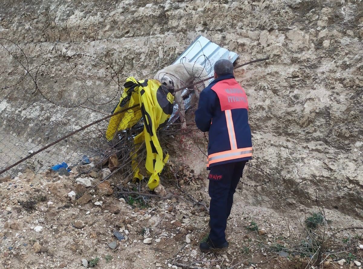 Jiletli telde takılı kalan köpek kurtarıldı