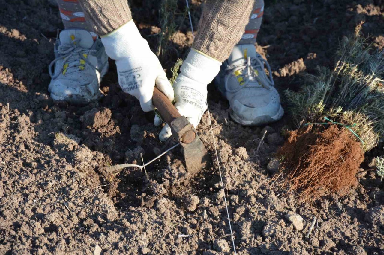 Sındırgı’da kök boya bitkileri toprakla buluşuyor