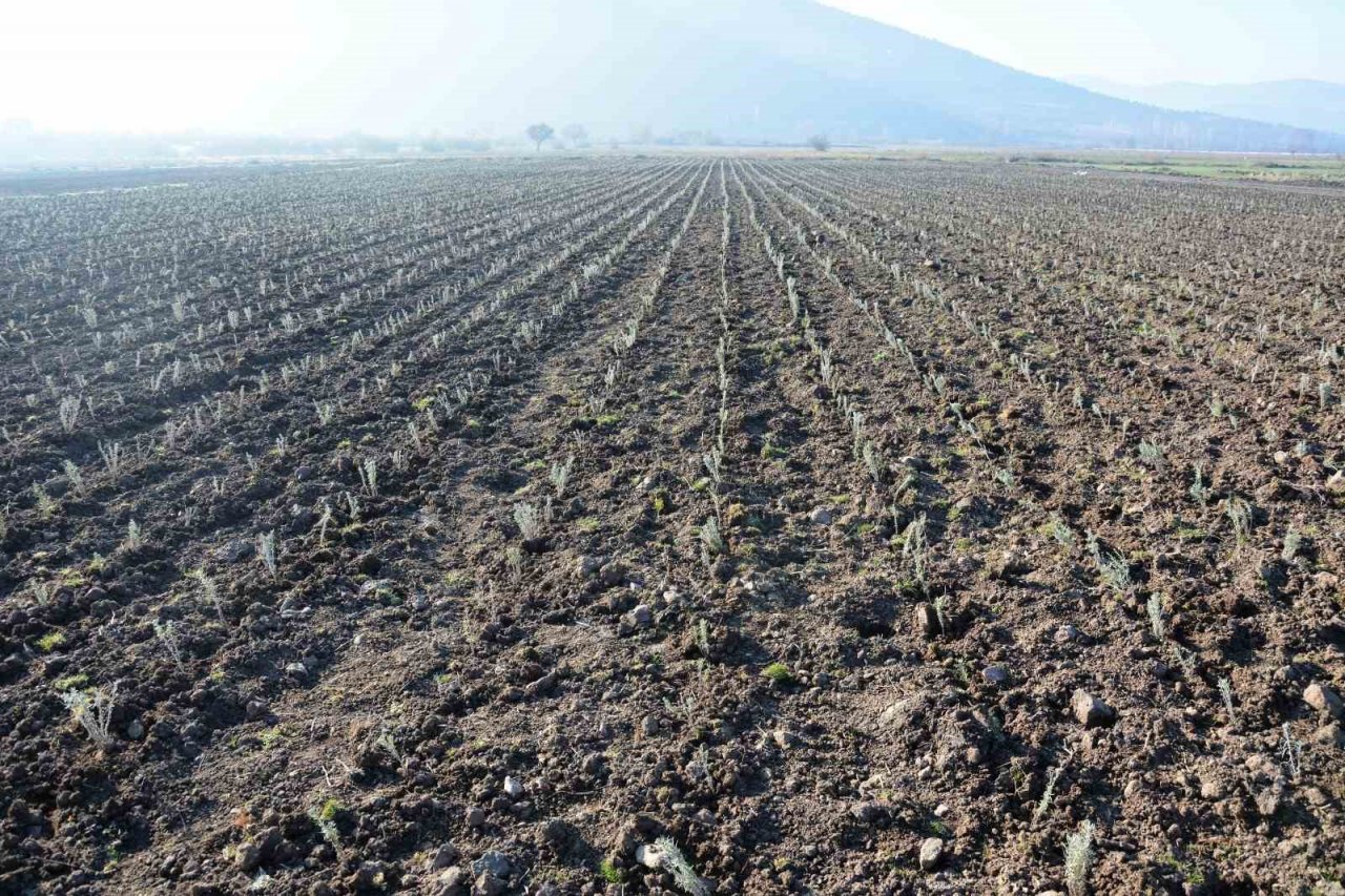 Sındırgı’da kök boya bitkileri toprakla buluşuyor