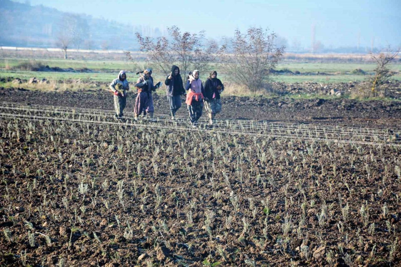 Sındırgı’da kök boya bitkileri toprakla buluşuyor