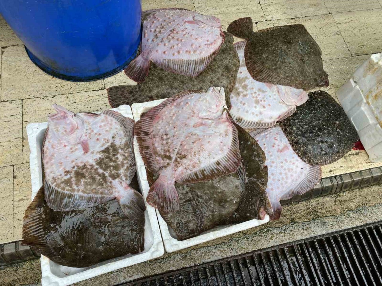 Karadeniz’de avlanan 8 kiloluk kalkan balığı 5 bin liraya satıldı