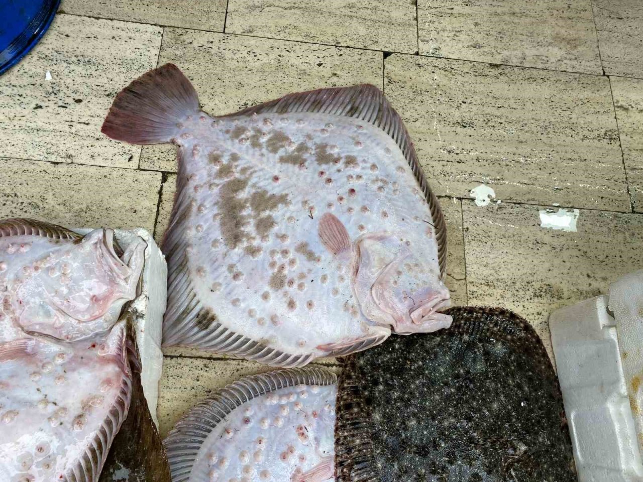 Karadeniz’de avlanan 8 kiloluk kalkan balığı 5 bin liraya satıldı