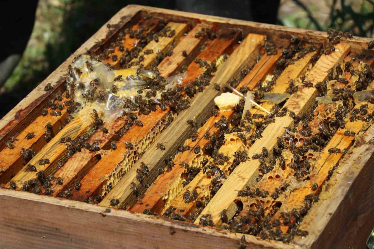 İş adamlarının silah ruhsatı için ’arıcılık’ oyununu jandarma bozdu