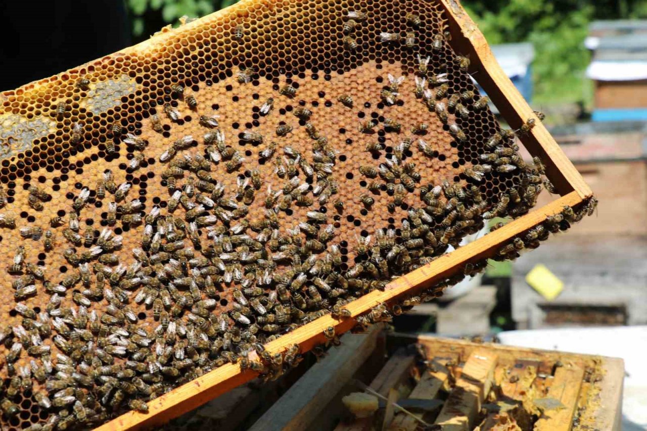 İş adamlarının silah ruhsatı için ’arıcılık’ oyununu jandarma bozdu
