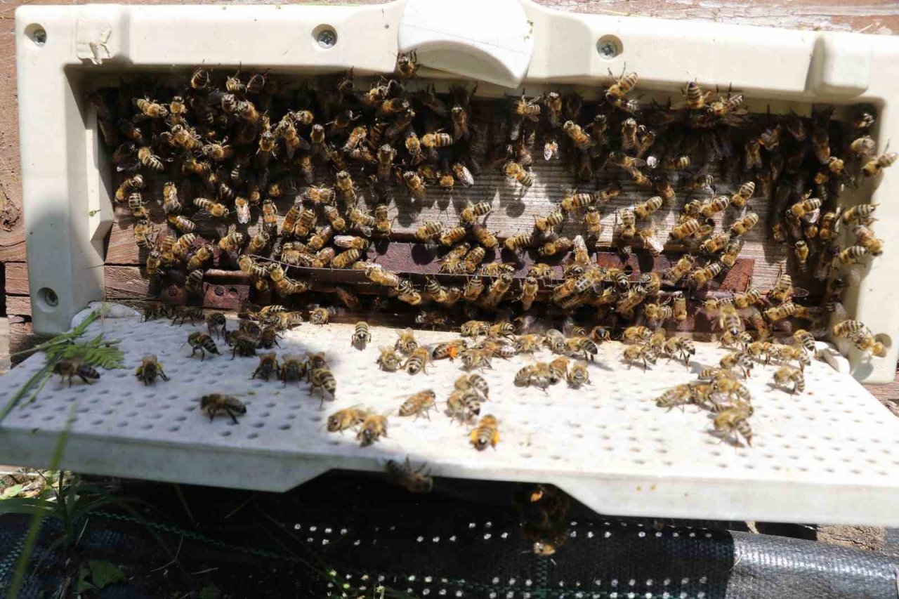 İş adamlarının silah ruhsatı için ’arıcılık’ oyununu jandarma bozdu