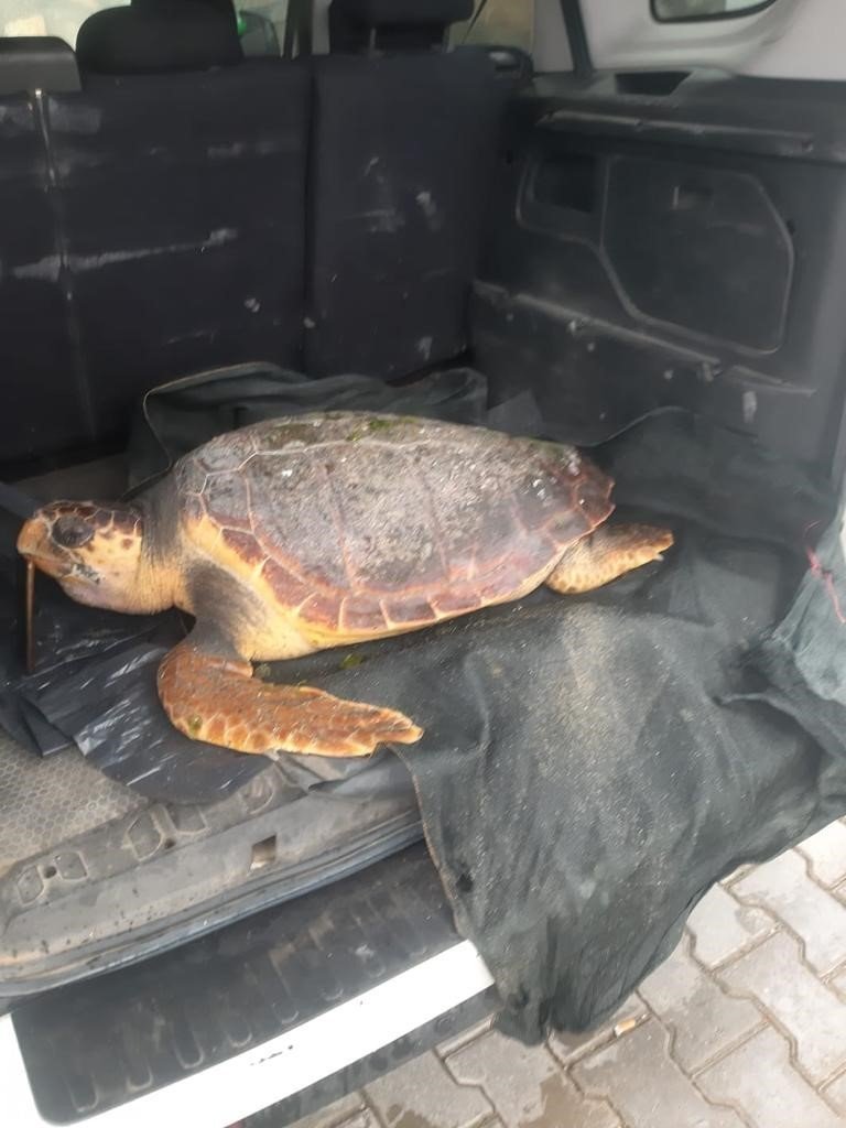 Ölü caretta caretta Altınova sahilinde kıyıya vurdu