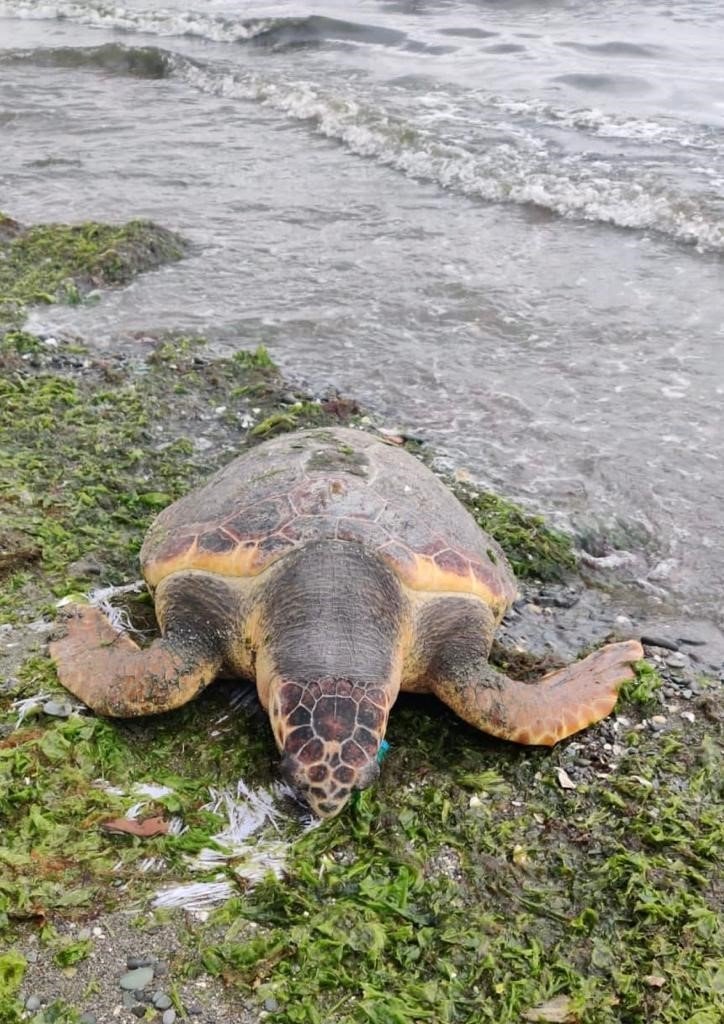 Ölü caretta caretta Altınova sahilinde kıyıya vurdu