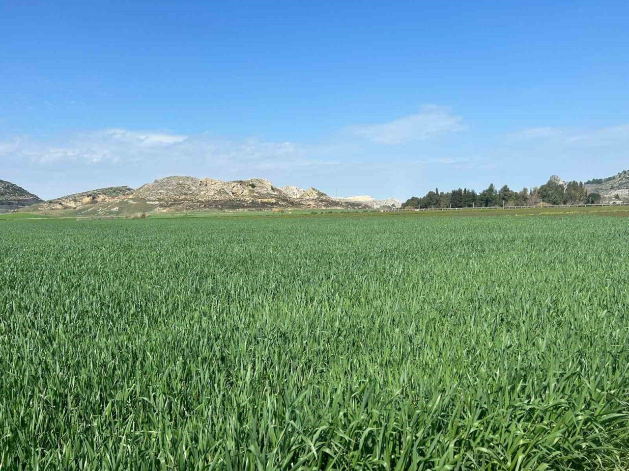 Ceyhan’da toprak yağmurla buluştu, çiftçinin yüzü güldü