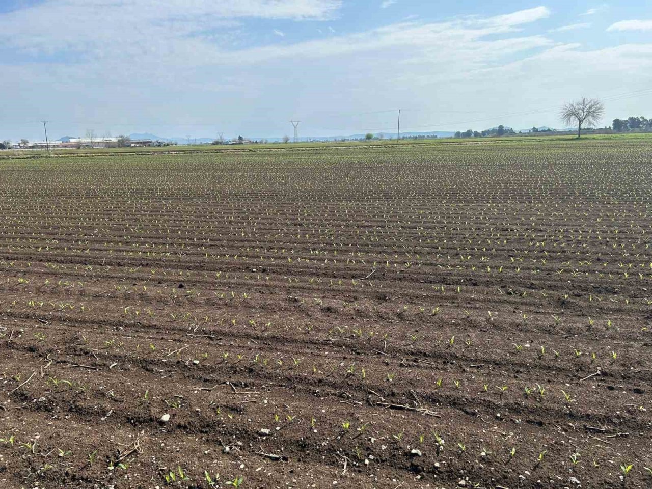 Ceyhan’da toprak yağmurla buluştu, çiftçinin yüzü güldü
