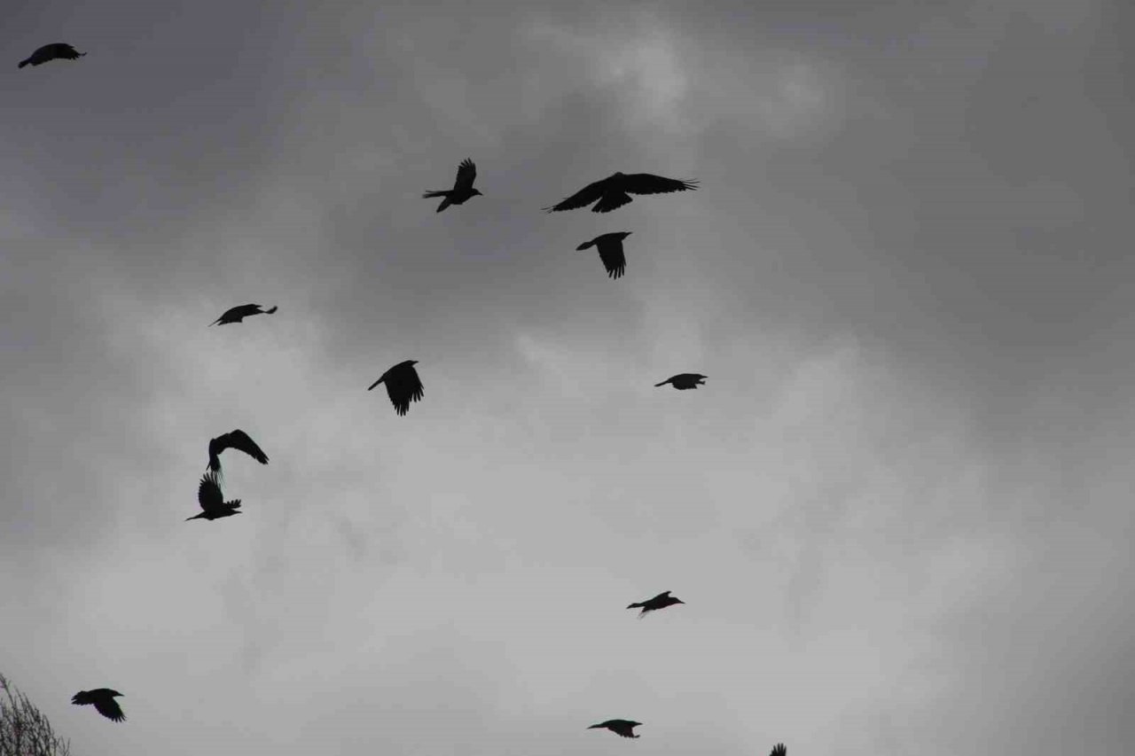 Köyü istila eden kargalar bahçe ve tarlalara dadandı