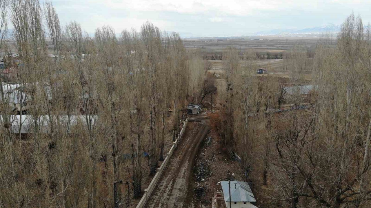 Köyü istila eden kargalar bahçe ve tarlalara dadandı