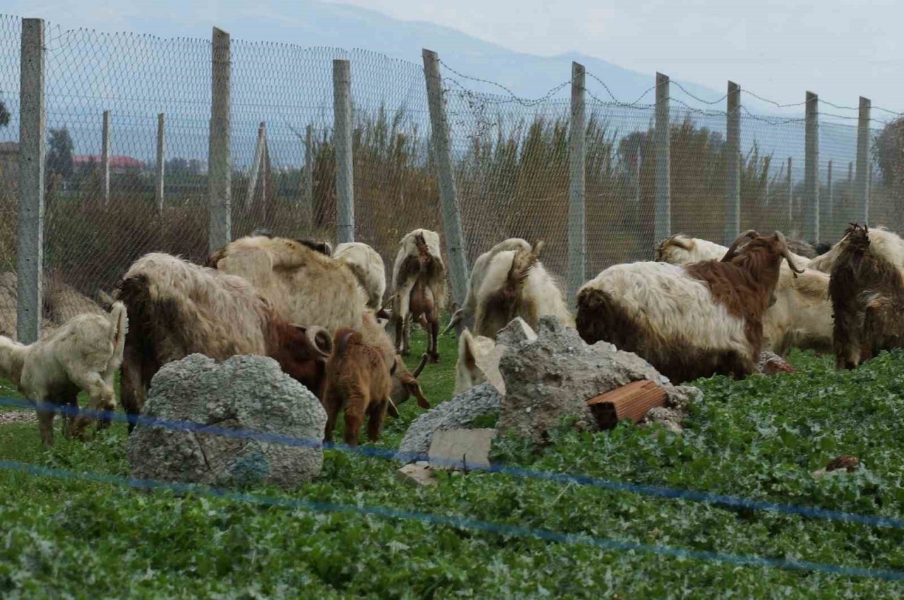 Bahar yağmurları çobanların yüzünü güldürdü