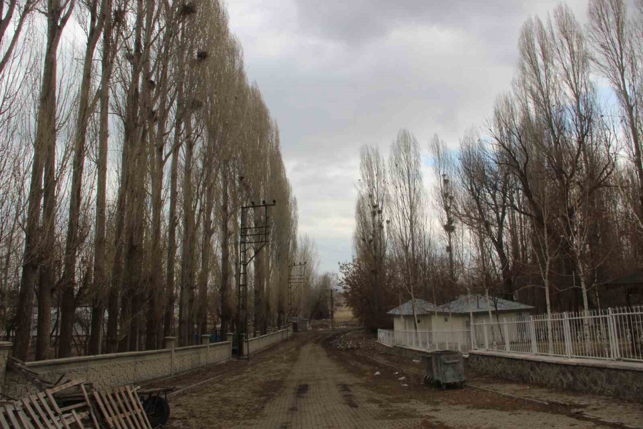 Köyü istila eden kargalar bahçe ve tarlalara dadandı