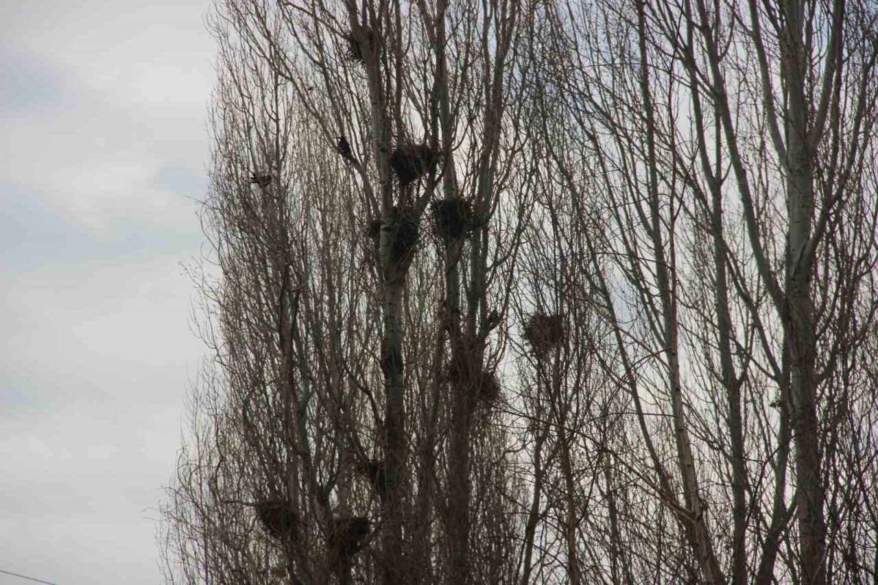 Köyü istila eden kargalar bahçe ve tarlalara dadandı
