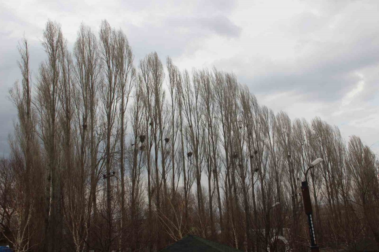 Köyü istila eden kargalar bahçe ve tarlalara dadandı