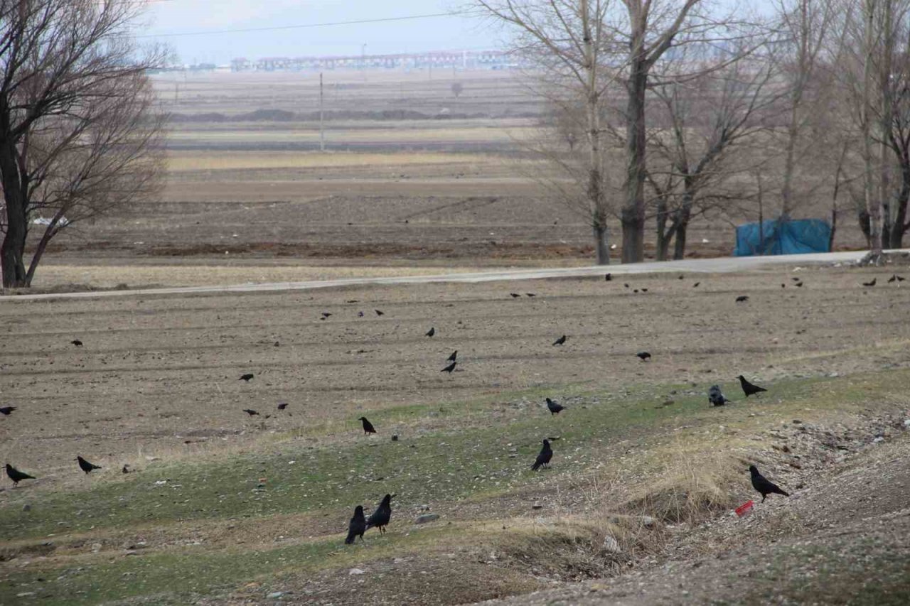 Köyü istila eden kargalar bahçe ve tarlalara dadandı