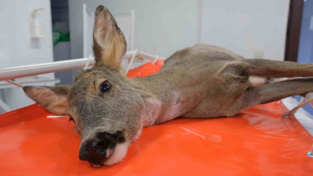 Binlerce yaban hayvanı hayata döndürüldü