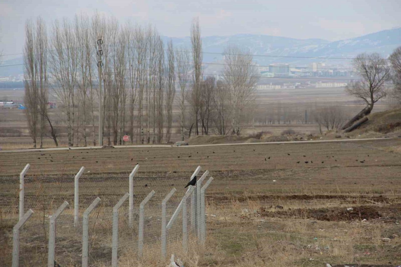 Köyü istila eden kargalar bahçe ve tarlalara dadandı