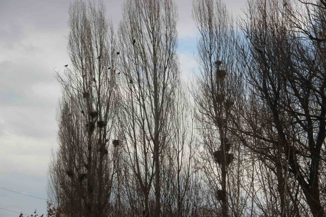 Köyü istila eden kargalar bahçe ve tarlalara dadandı