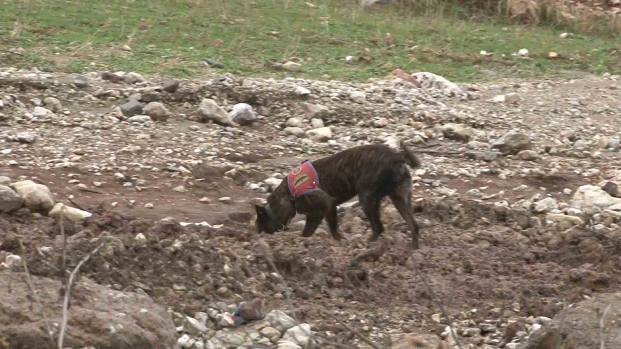 1,5 yaşındaki Zeynep hassas burunlu köpek ile aranıyor