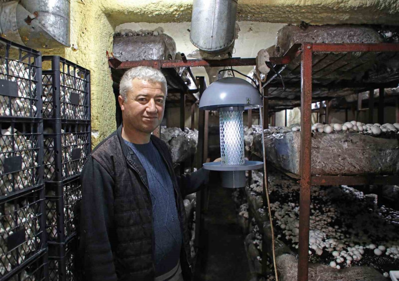 Mantar üreticilerine ışıklı tuzak desteği