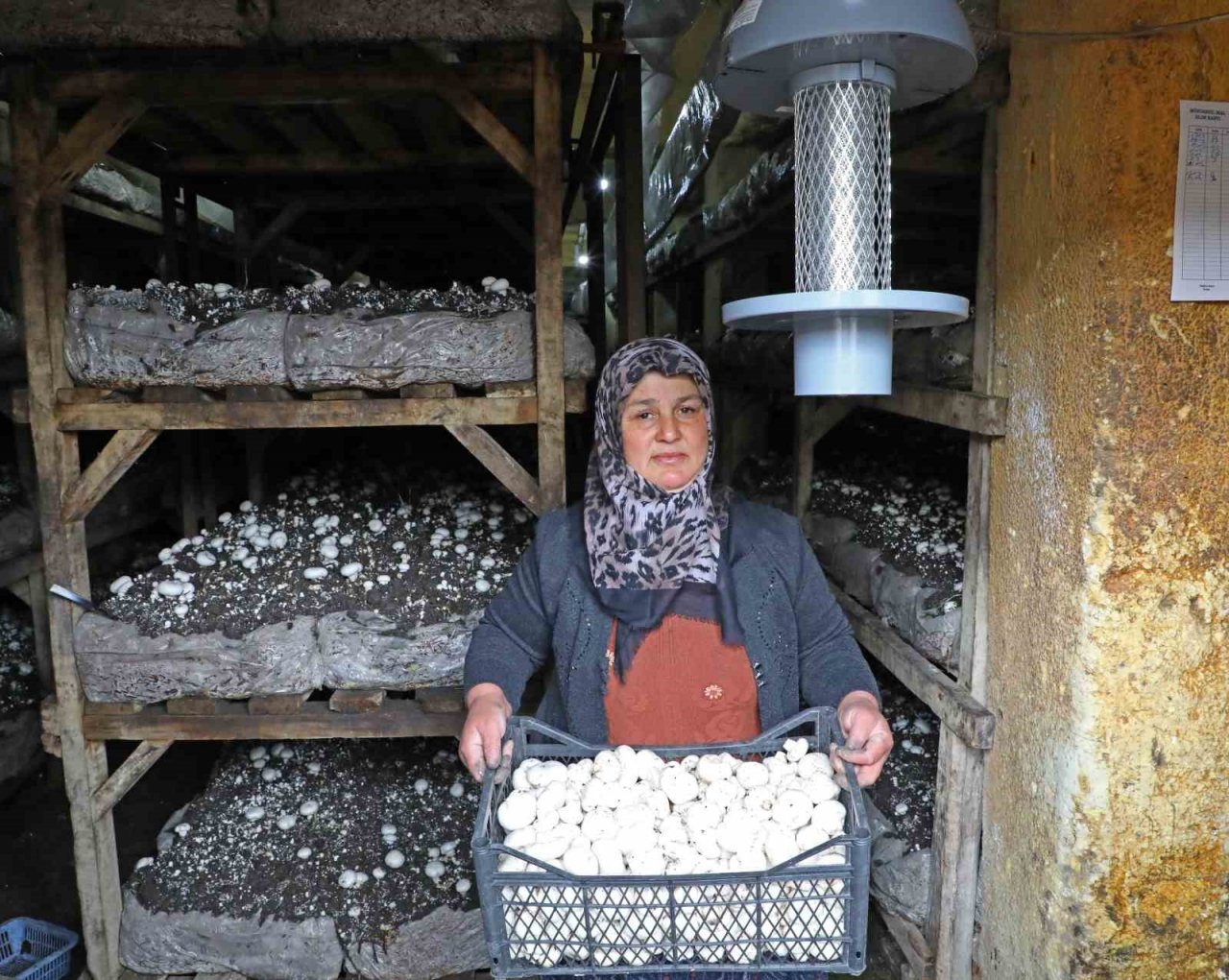 Mantar üreticilerine ışıklı tuzak desteği