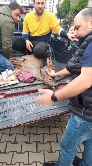 Artvin’de köpeklerin kovaladığı karacayı site sakinleri kurtardı