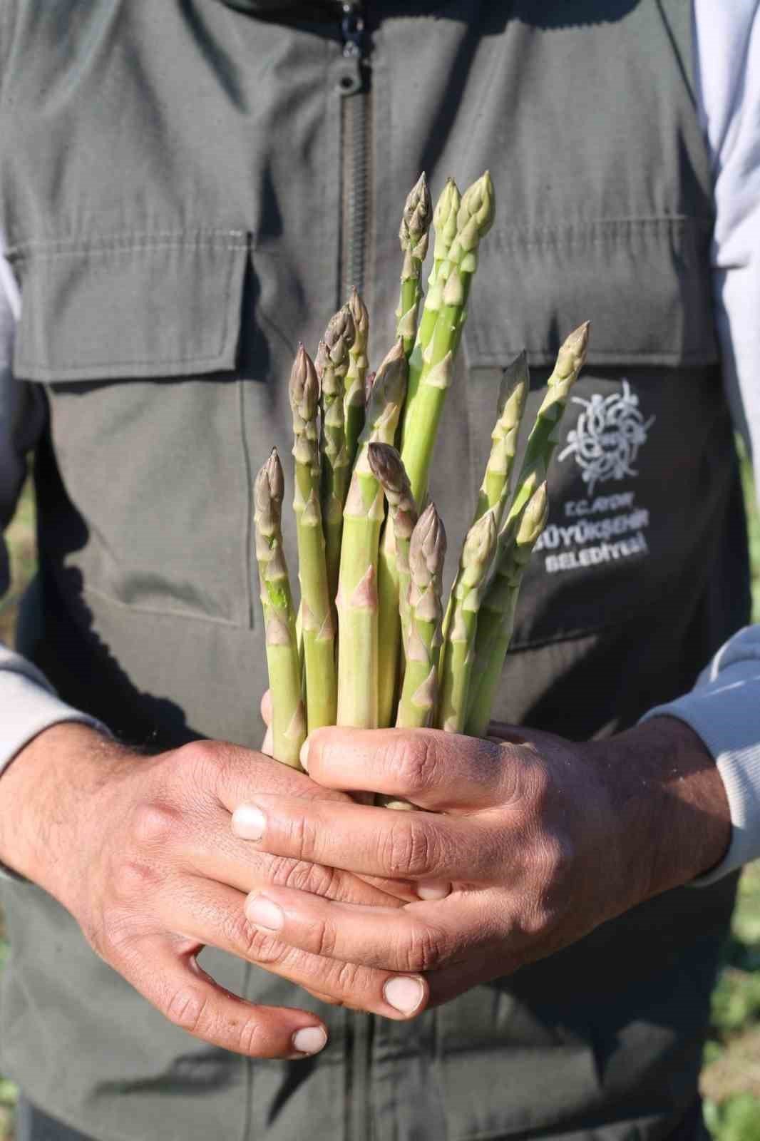 Büyükşehir Belediyesi, Kuşkonmaz hasadına başladı