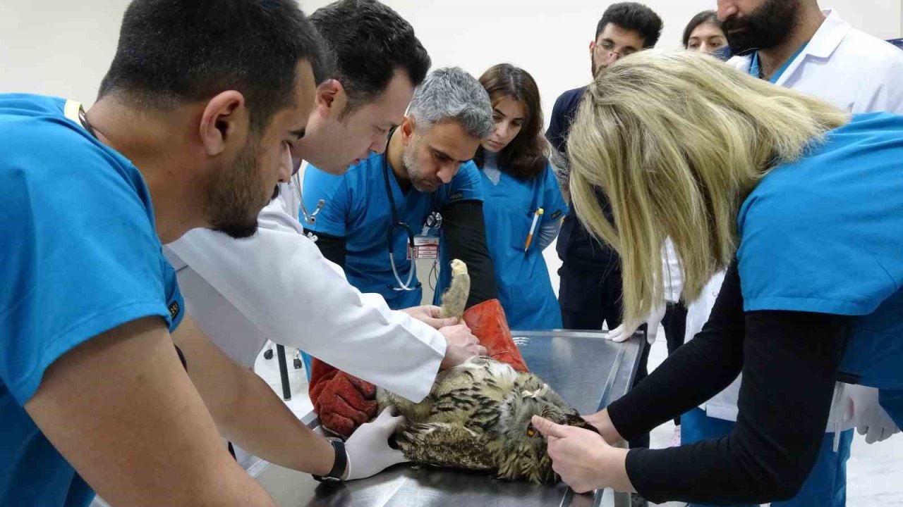 Yaralı bulunan Bayağı puhu kuşu tedavi altına alındı