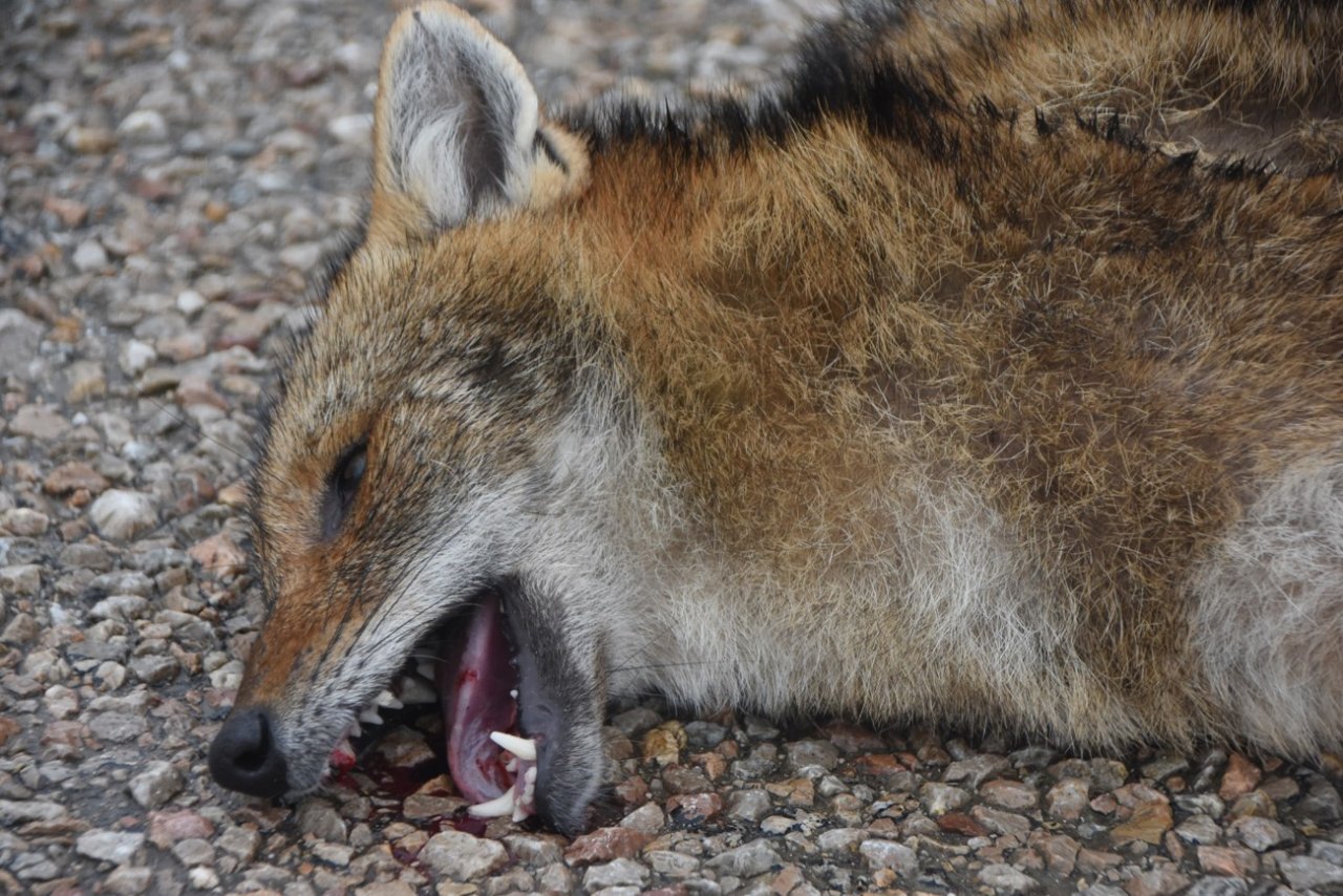 Otomobilin çarptığı çakal telef oldu
