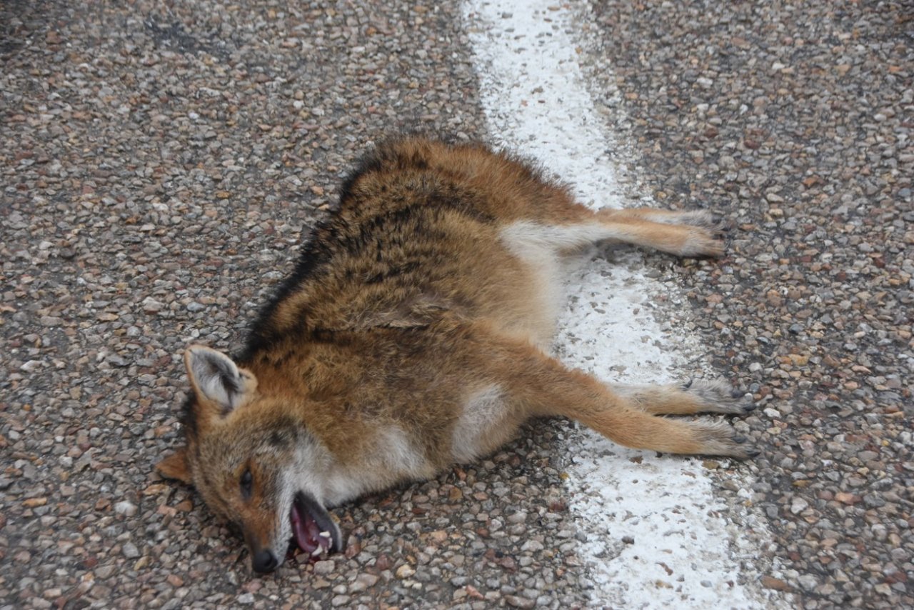 Otomobilin çarptığı çakal telef oldu