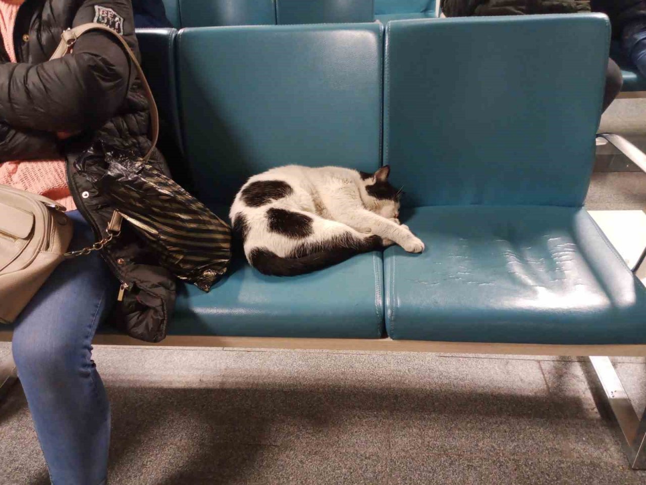 Dışarıda üşüyen kedi ısınmak için hastaneye sığındı