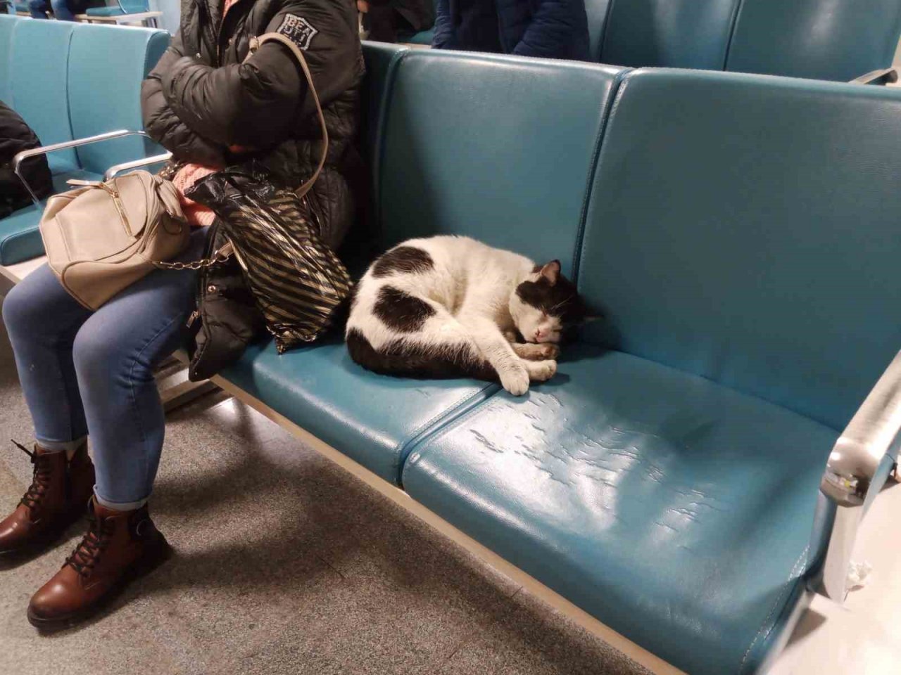 Dışarıda üşüyen kedi ısınmak için hastaneye sığındı