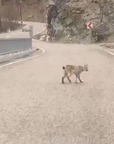 Tunceli’de yaban keçisi avlayan vaşak görüntülendi