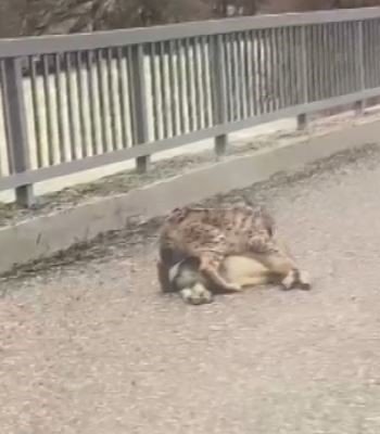 Tunceli’de yaban keçisi avlayan vaşak görüntülendi