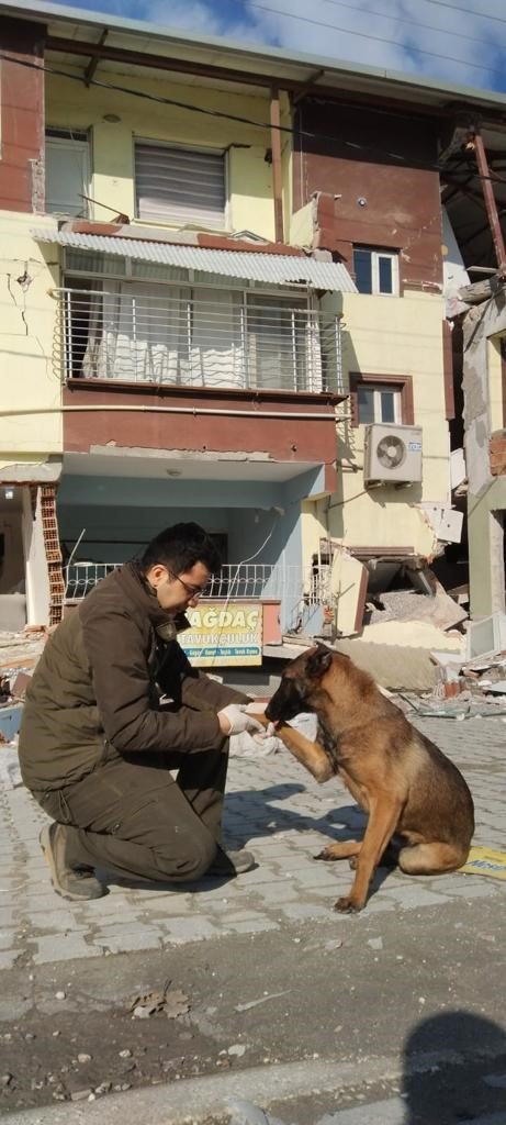 Depremde hayvanların da yaraları sarıldı
