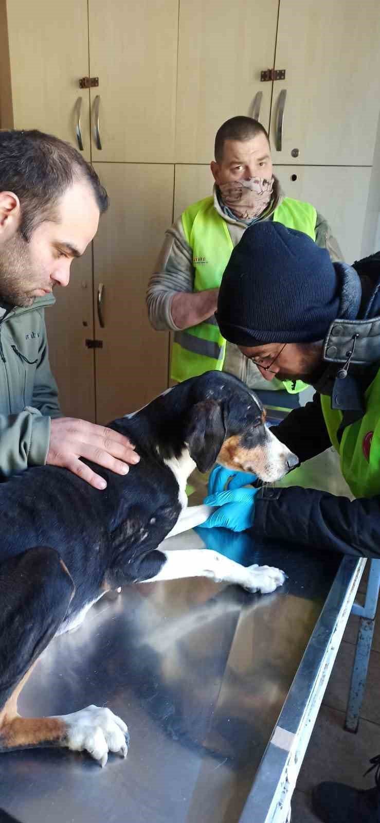 Depremde hayvanların da yaraları sarıldı