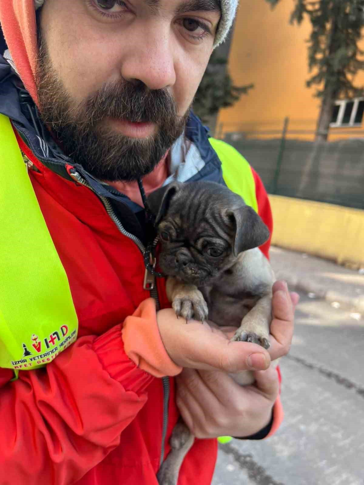 Depremde hayvanların da yaraları sarıldı