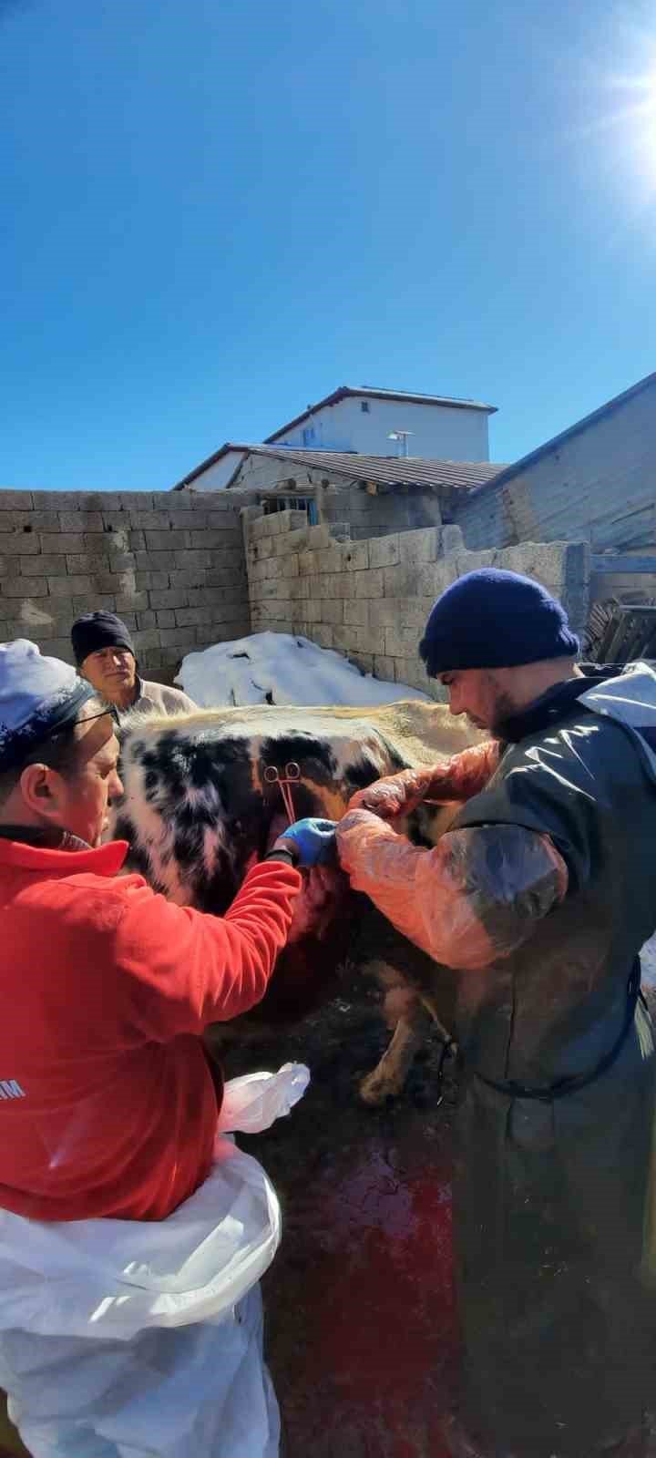Depremde hayvanların da yaraları sarıldı