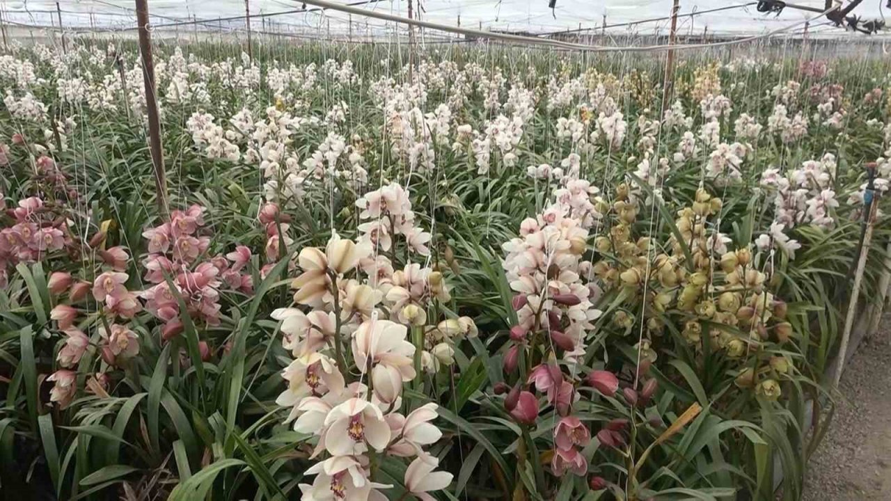 Yalova’daki süs bitkileri ihracatında yüzde 90 artış