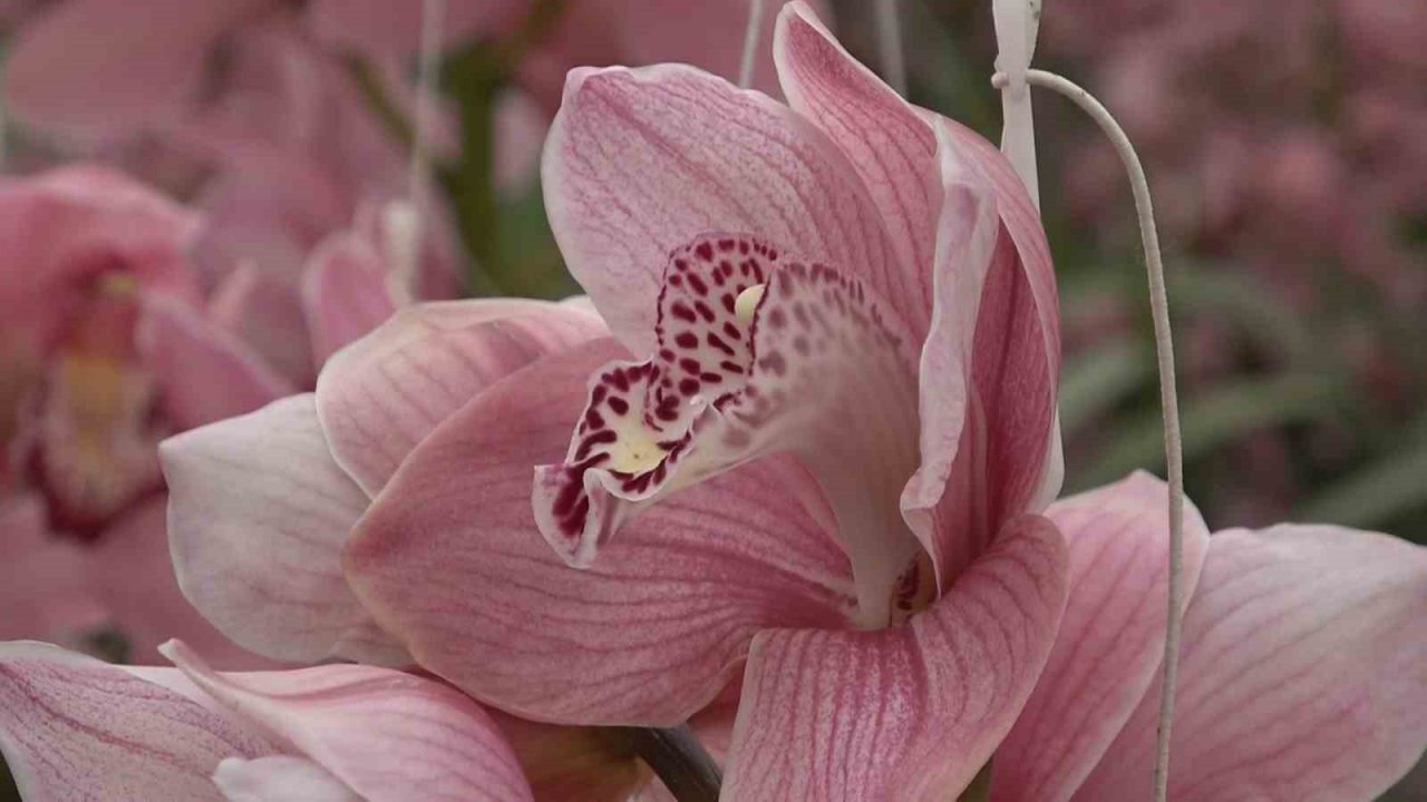 Yalova’daki süs bitkileri ihracatında yüzde 90 artış