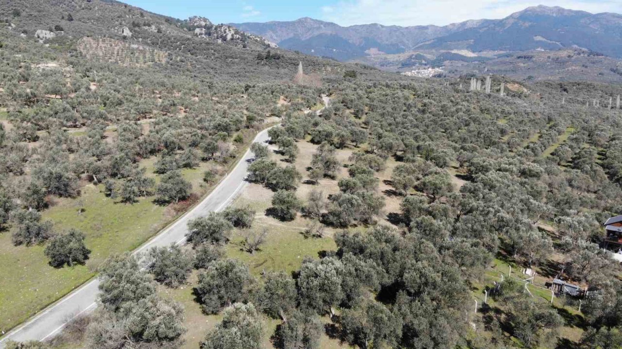 Halkalı leke hastalığı zeytinleri vuruyor
