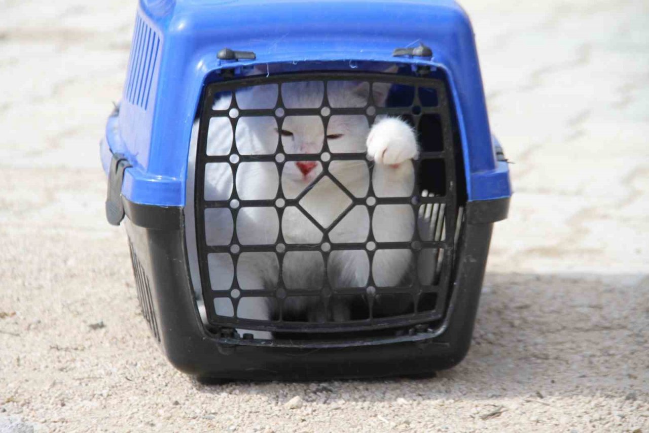 Depremde enkazdan kurtarılan kedi, mikroçip sayesinde sahibine teslim edildi