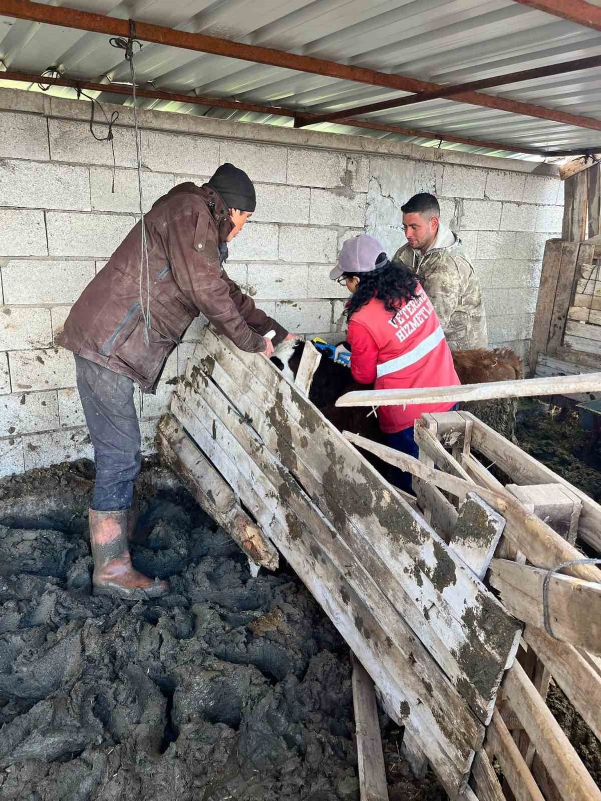 Şap hastalığına karşı alınan önlemler devam ediyor