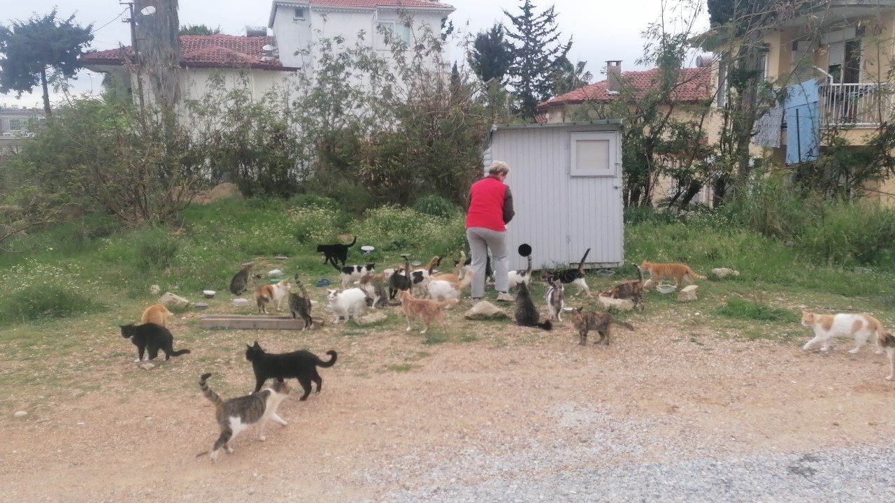 Rus gelin, tek başına 250 kediyi sahiplendi