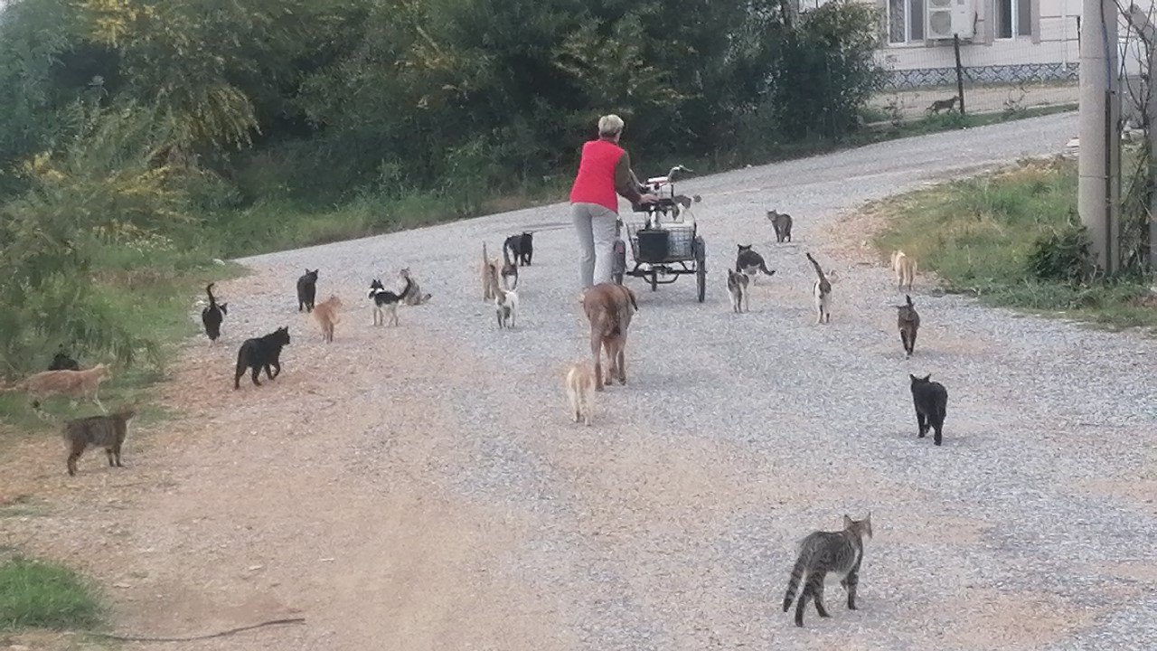 Rus gelin, tek başına 250 kediyi sahiplendi