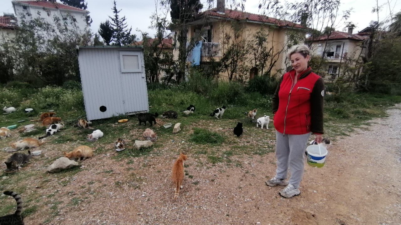 Rus gelin, tek başına 250 kediyi sahiplendi