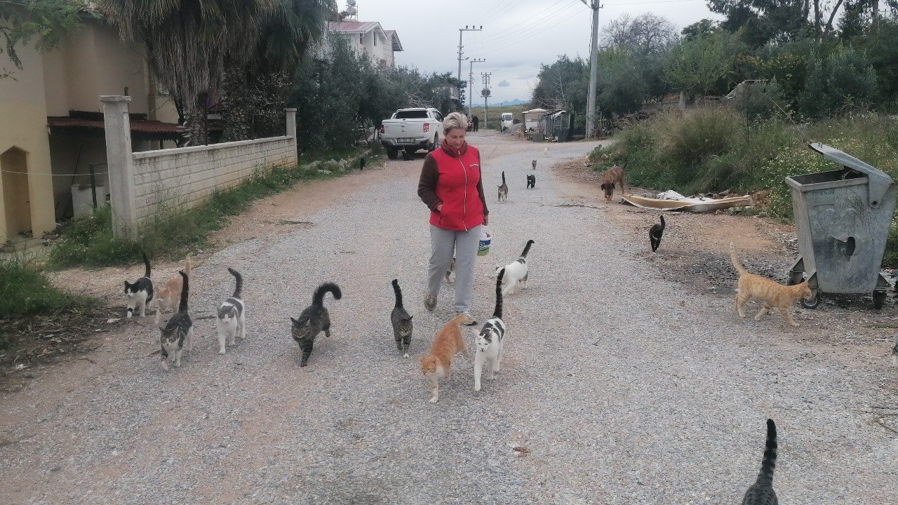 Rus gelin, tek başına 250 kediyi sahiplendi