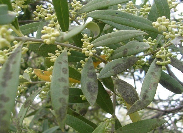 Zeyinliklerde halkalı leke hastalığı ile mücadele devam ediyor