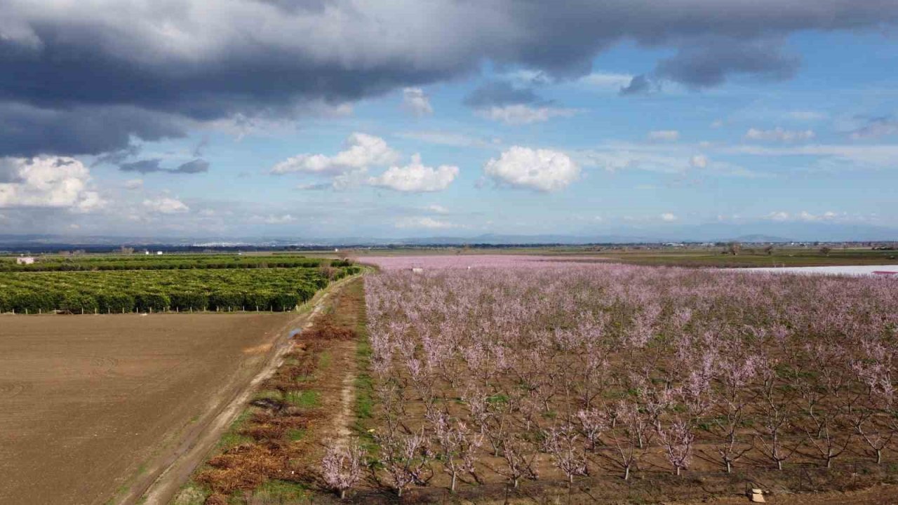 Çukurova’da bahçelerin görsel şöleni